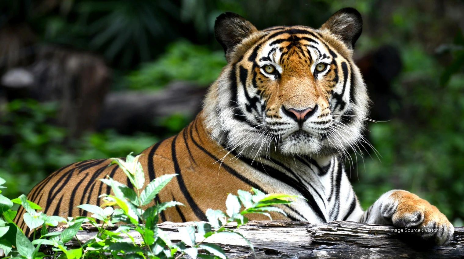 71045 A - Ranthambore National Park - private safari tours