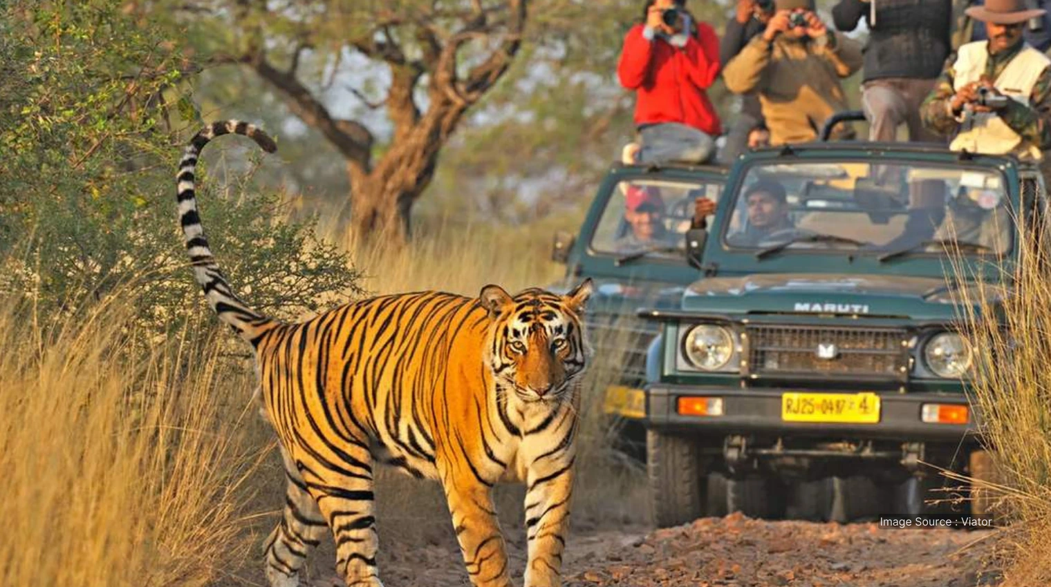 30013 A - Ranthambore National Park india adventure tours