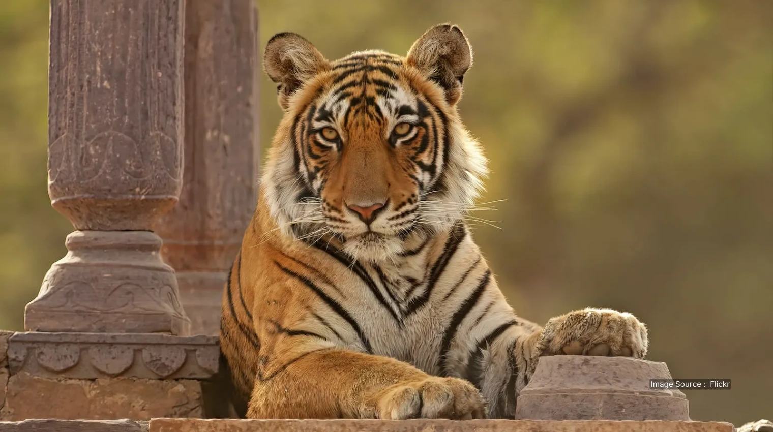 500685 A - ranthambhore - luxury safari india tour for travelers