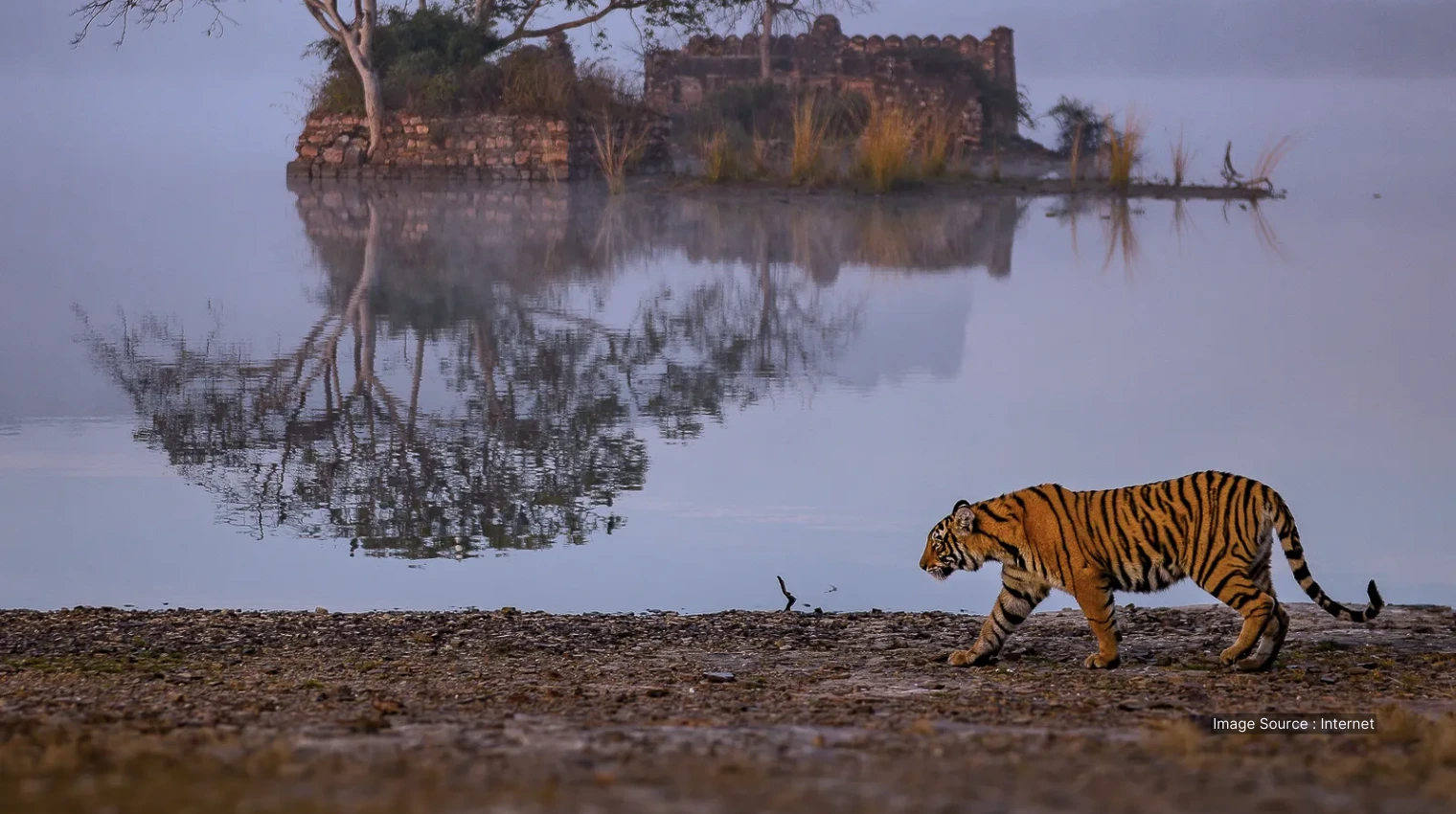 500027 A - ranthambore national park - india wildlife safari tours