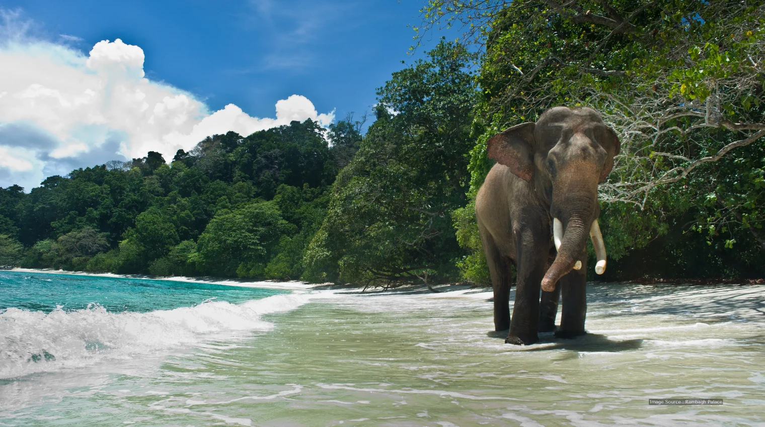Majestic elephant walking along a pristine tropical beach with turquoise waters and lush green forest in the background, Andaman Islands, India – a rare luxury travel experience.