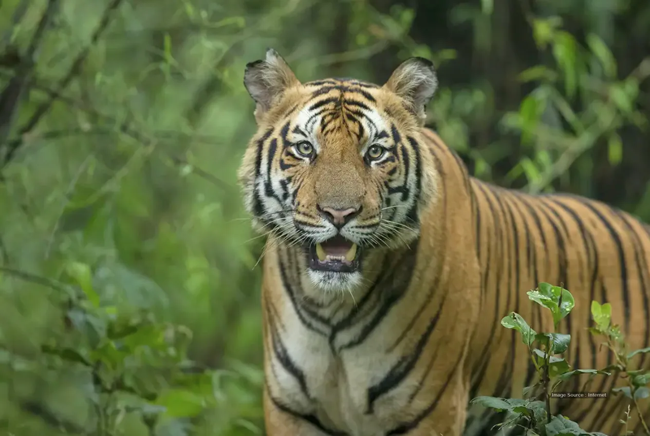Wild tiger in lush greenery, representing wildlife seen during Kenya safaris