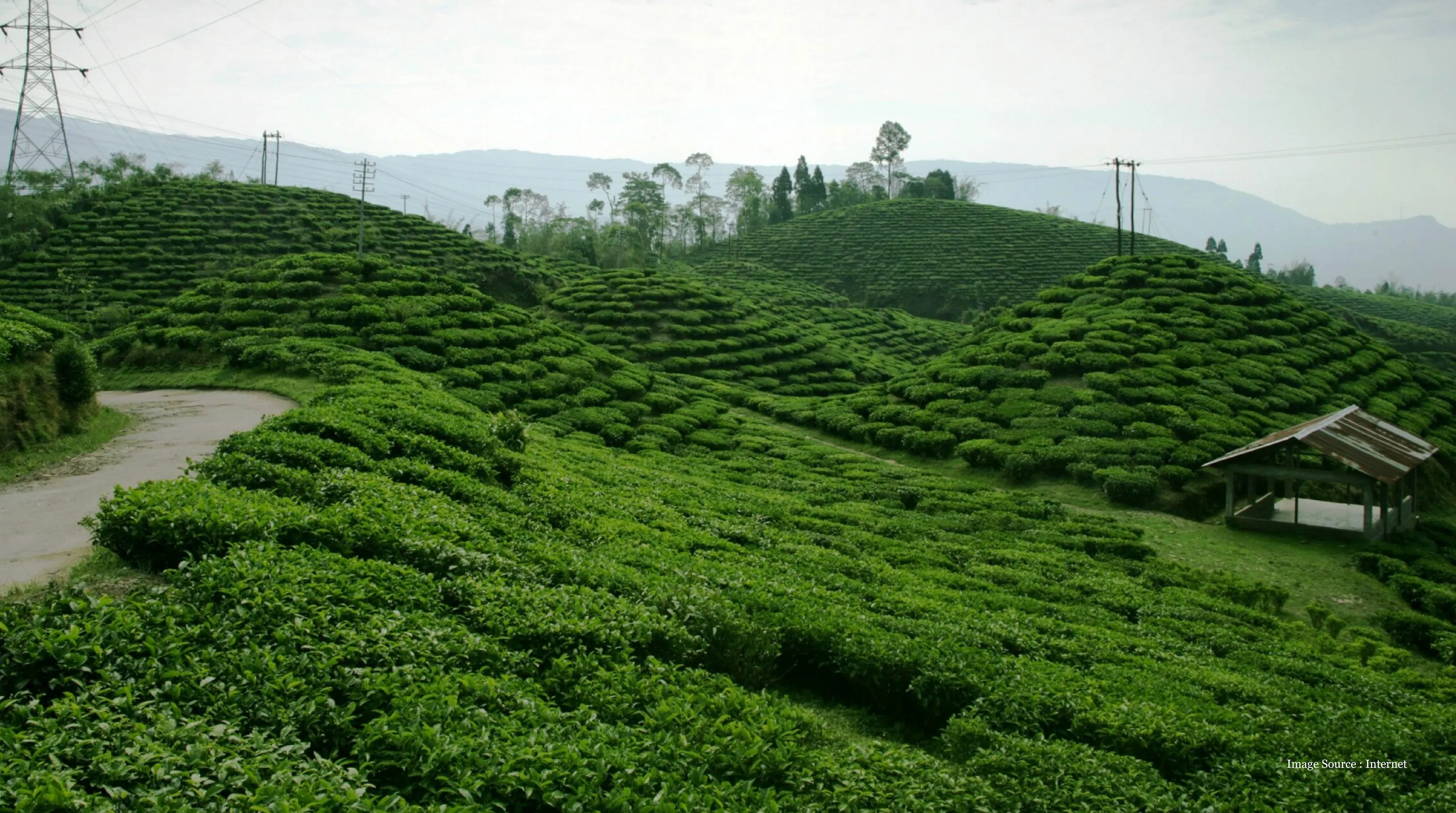 india hill station: Lush green tea estates and rolling hills of Darjeeling, a classic India hill station destination.