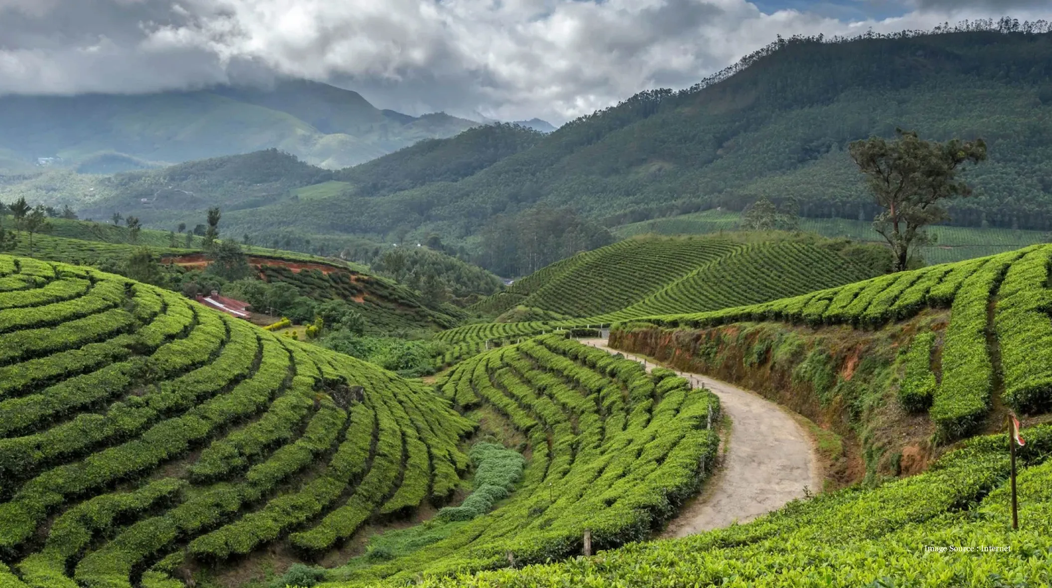 Scenic terraced tea plantations set against misty green mountains and winding paths, perfect for a Vietnam Luxury Tour experience