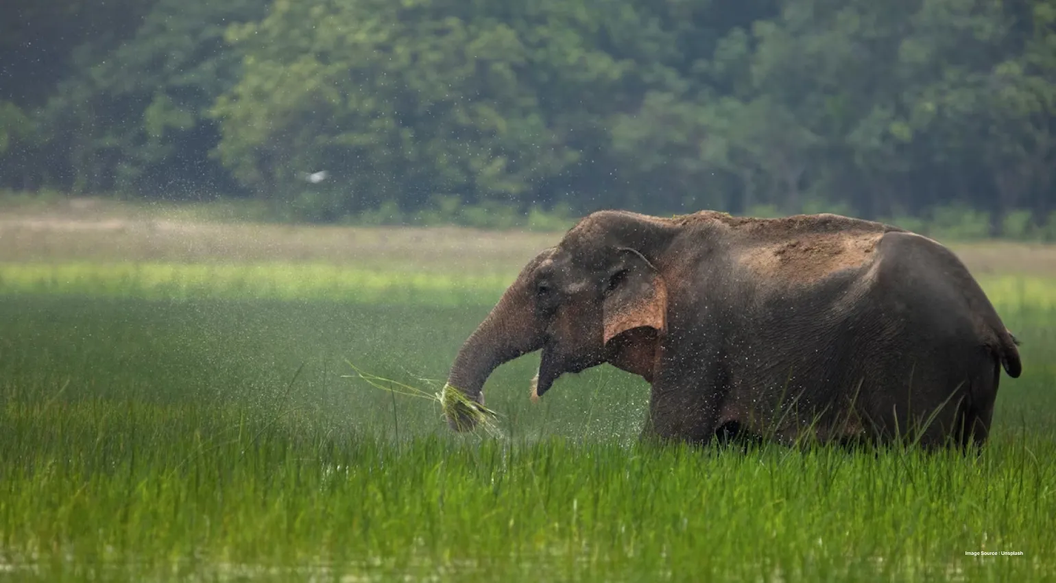 a sideways shot of an elephant walking through tall grass