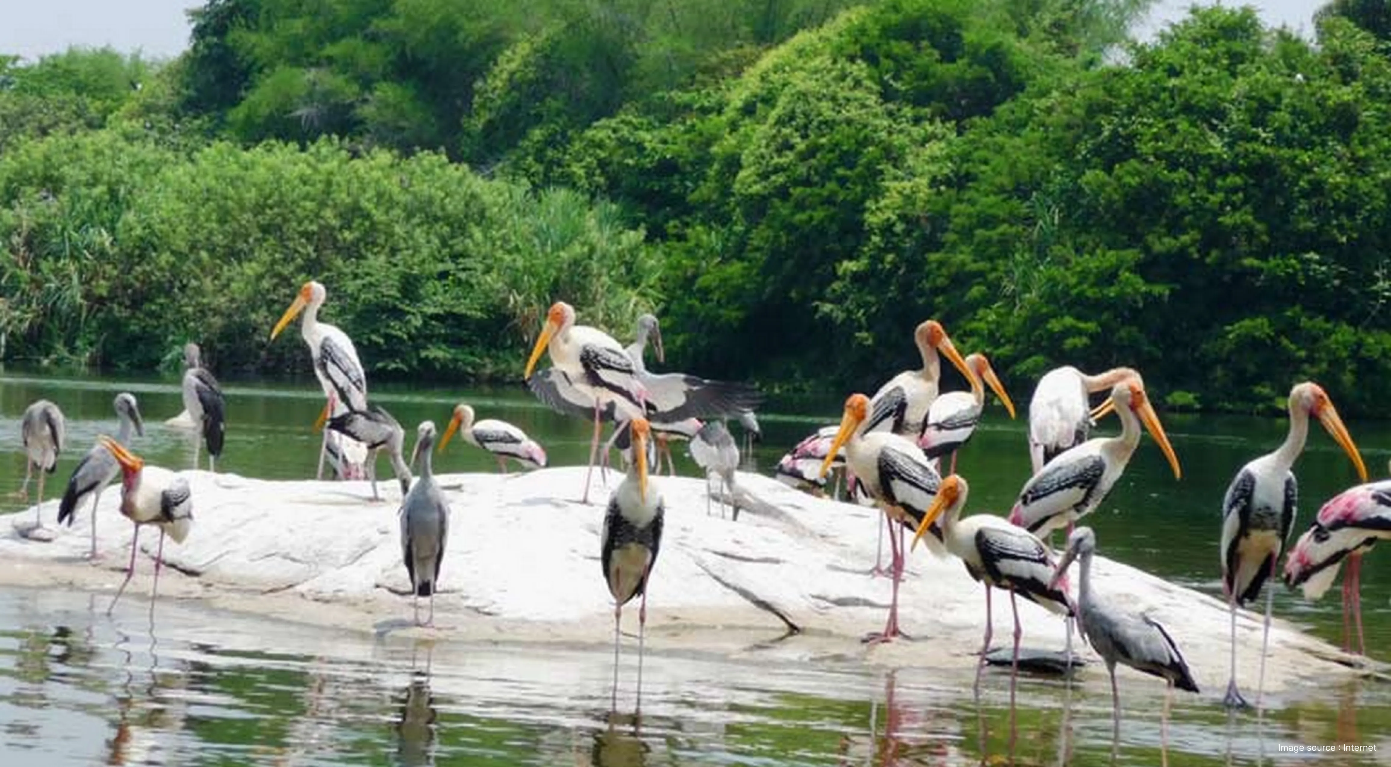 Painted Storks and migratory birds gathered at Kumarakom Bird Sanctuary, a premier sightseeing stop during a luxury cruise through the Kerala backwaters.