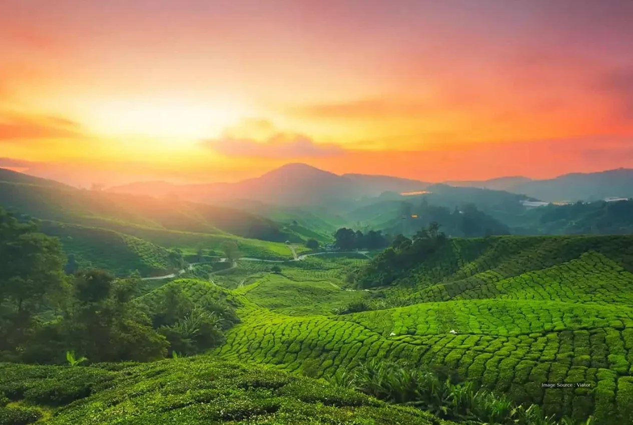 Expansive tea plantations at sunrise with rolling hills, a scenic highlight of a Kerala Luxury Tour.