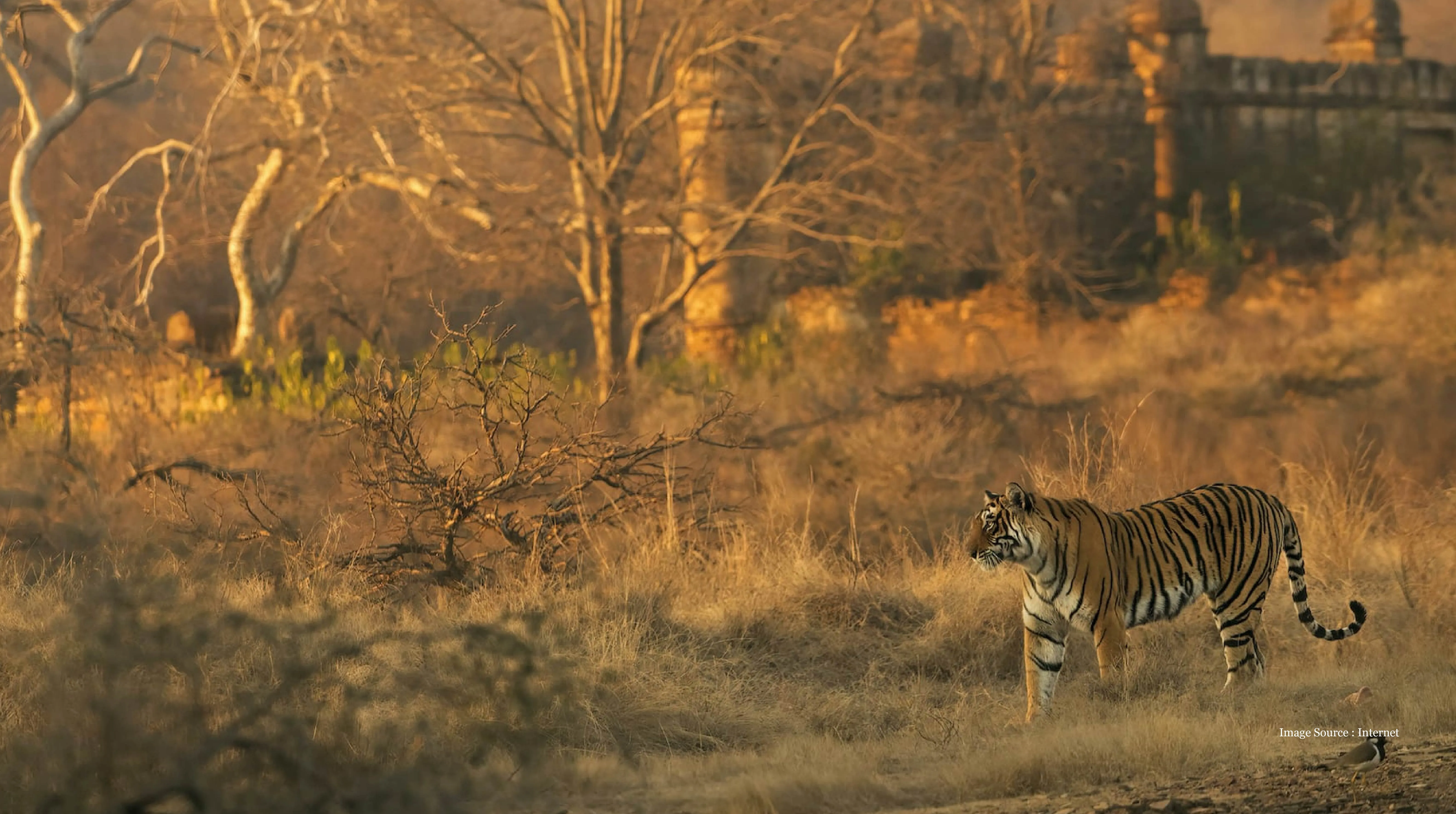 Golden triangle package experience featuring a majestic tiger roaming through the natural wilderness of Ranthambore, framed by ancient ruins and golden sunlight