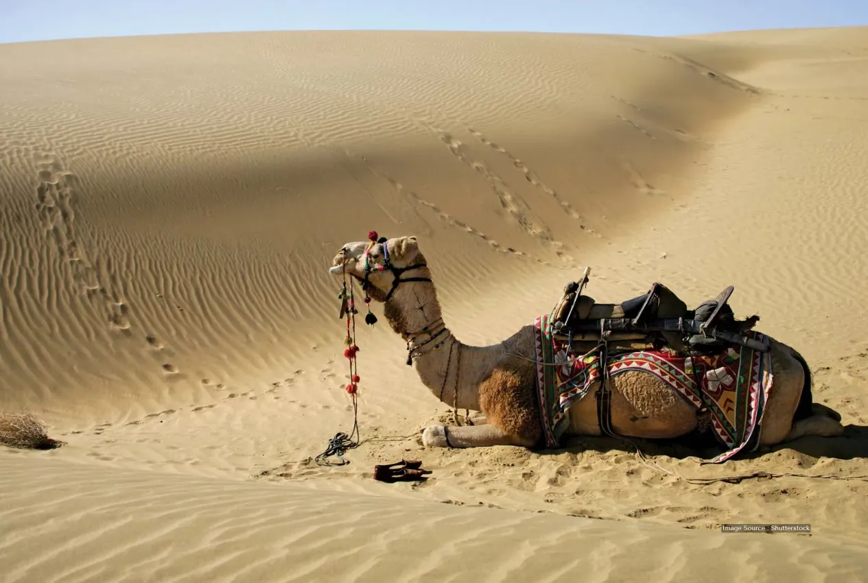 Camel in desert scene included in luxury Spain tour