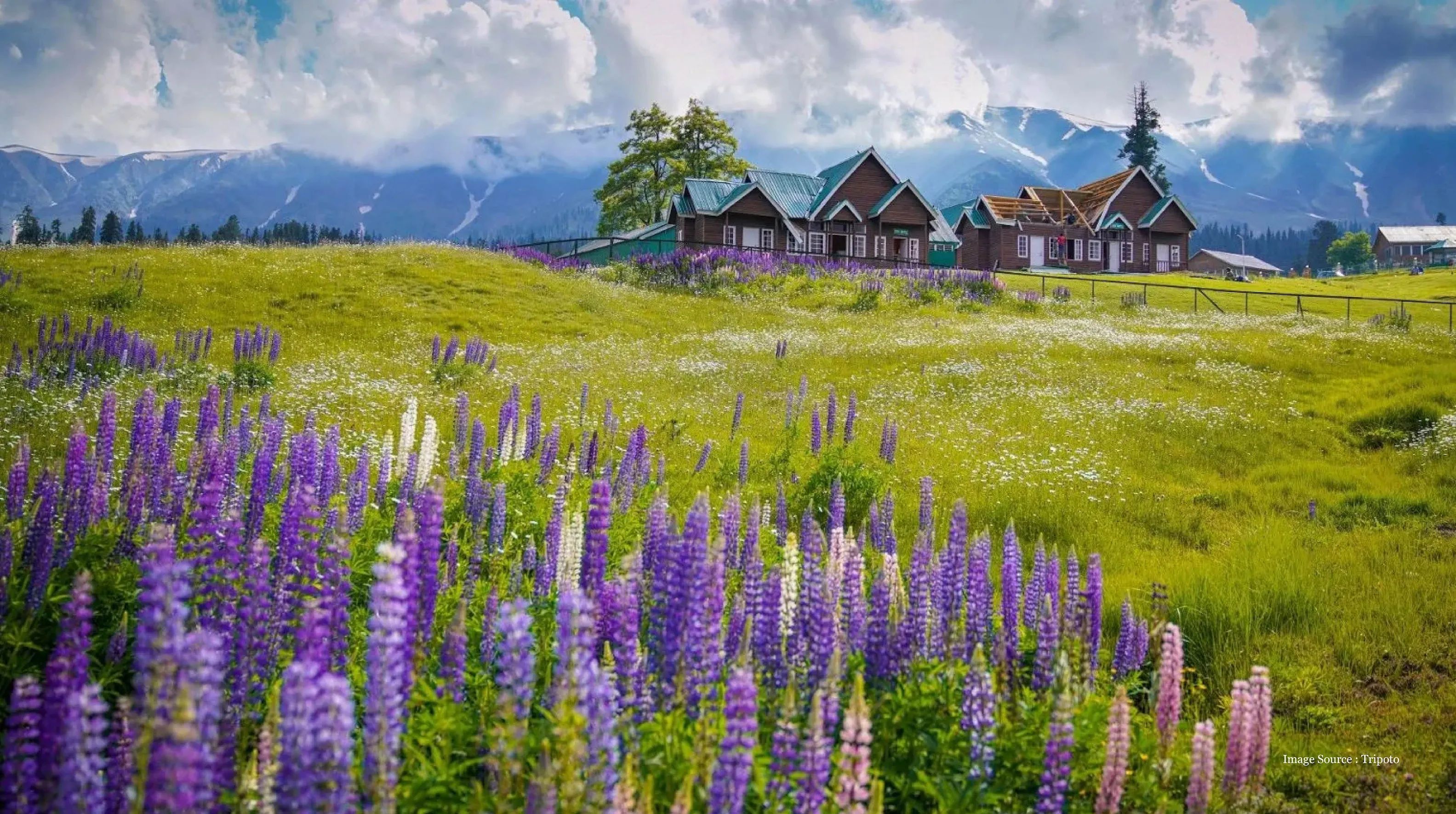 Stunning meadow of purple wildflowers with charming wooden cottages and snow-covered mountains, capturing the essence of a Switzerland holiday