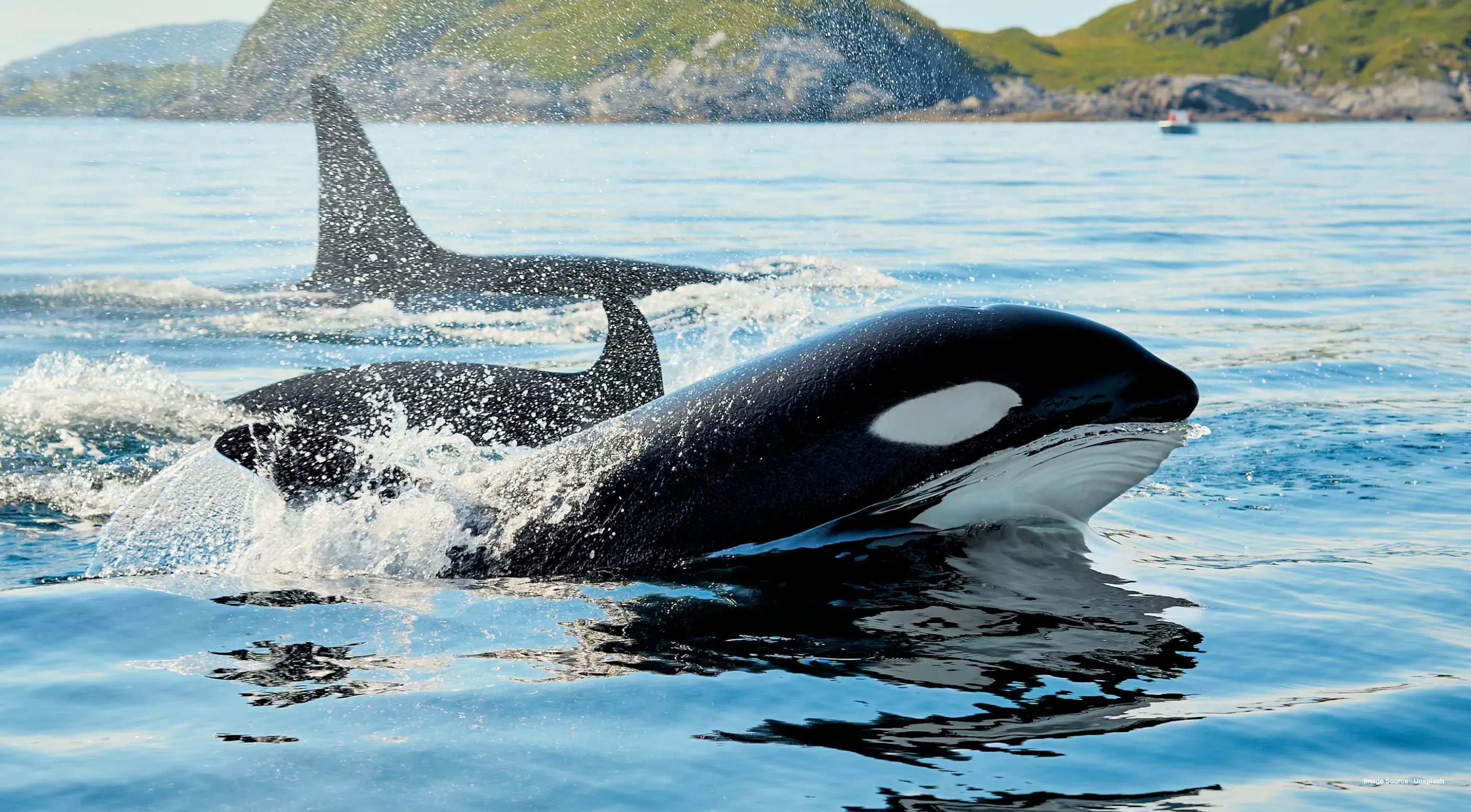 a beautiful shot of a whale emerging out of blue waters