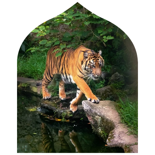 Central India Tiger Safari