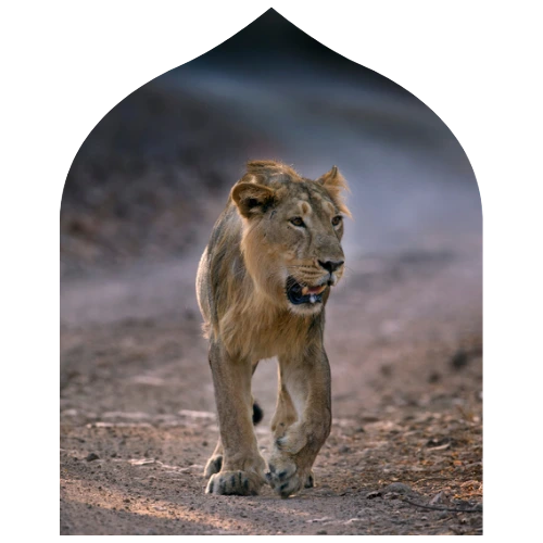 Gir Lion Safari