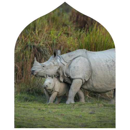 Rhino Kaziranga Tour