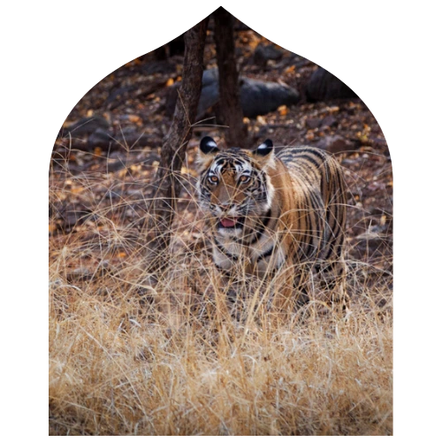 South India Tiger Safari