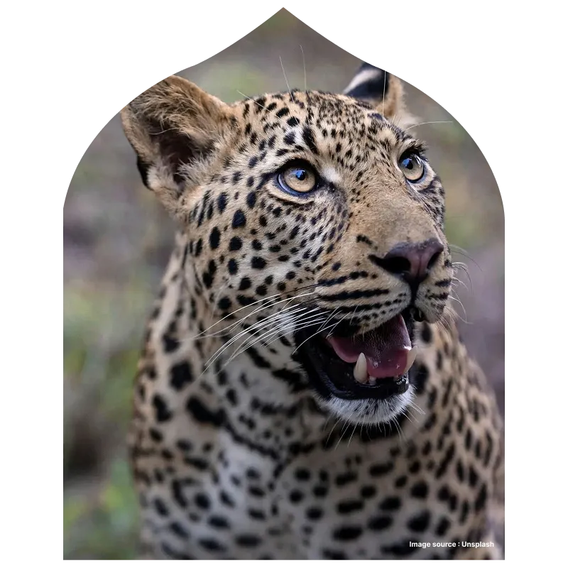 close up shot of an indian leopard opening its mouth to reveal its sharp canines