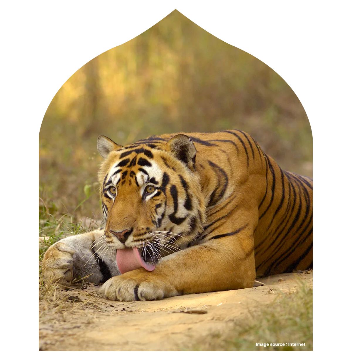 close up of a tiger licking its paw as it relaxes on the ground