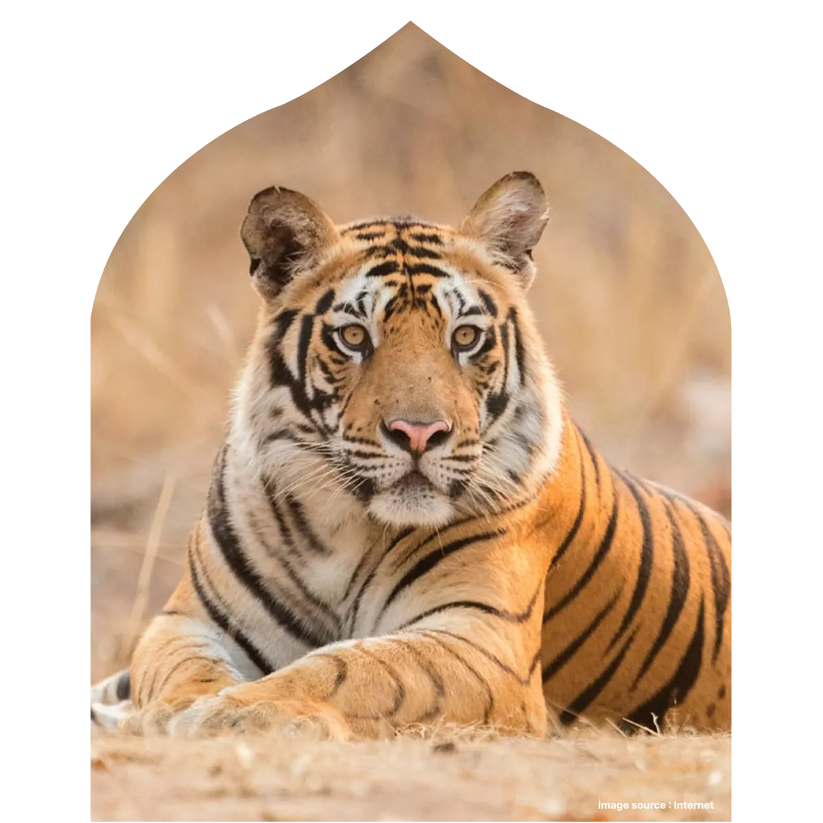 An image of a tigers roaming freely in the jungle