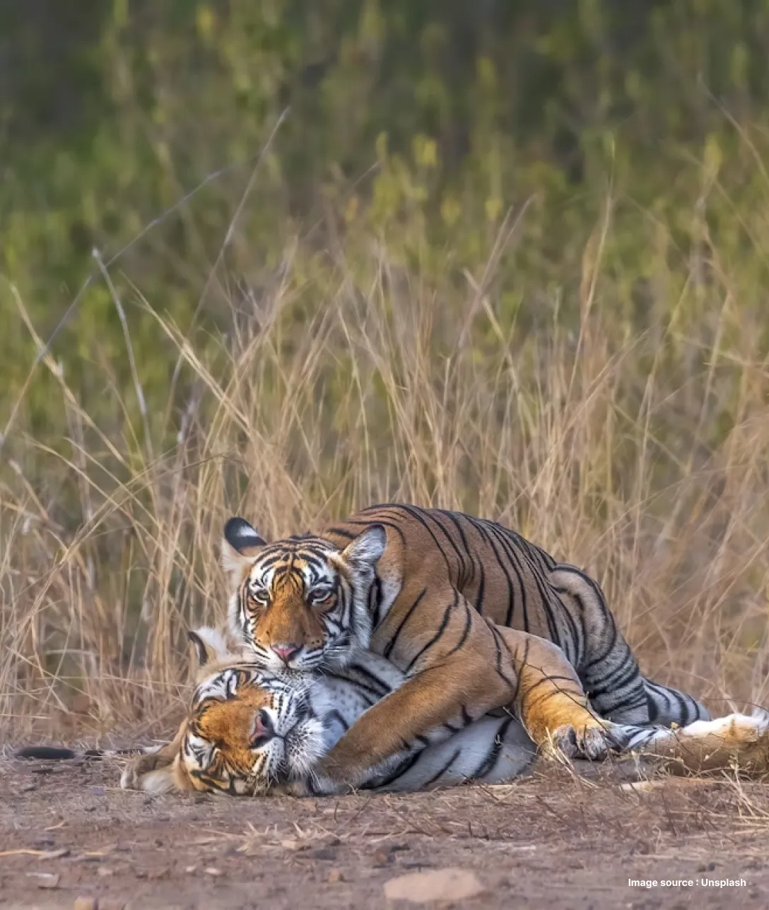 a royal bengal tiger resting on ground in a dry deciduous forest