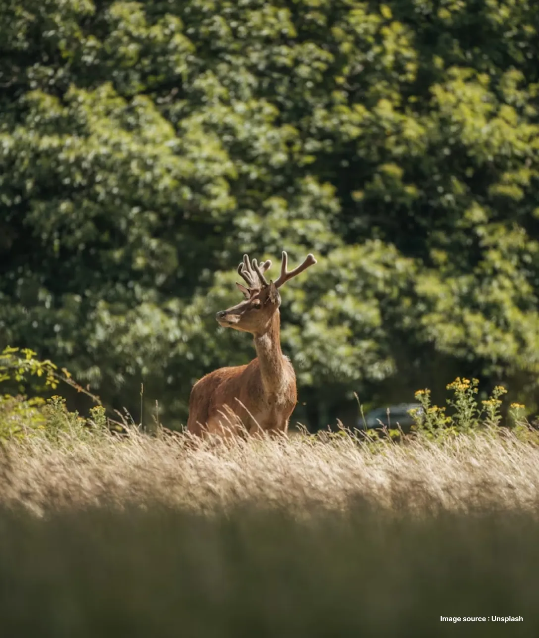 a deer looks to its sides with greenery in background