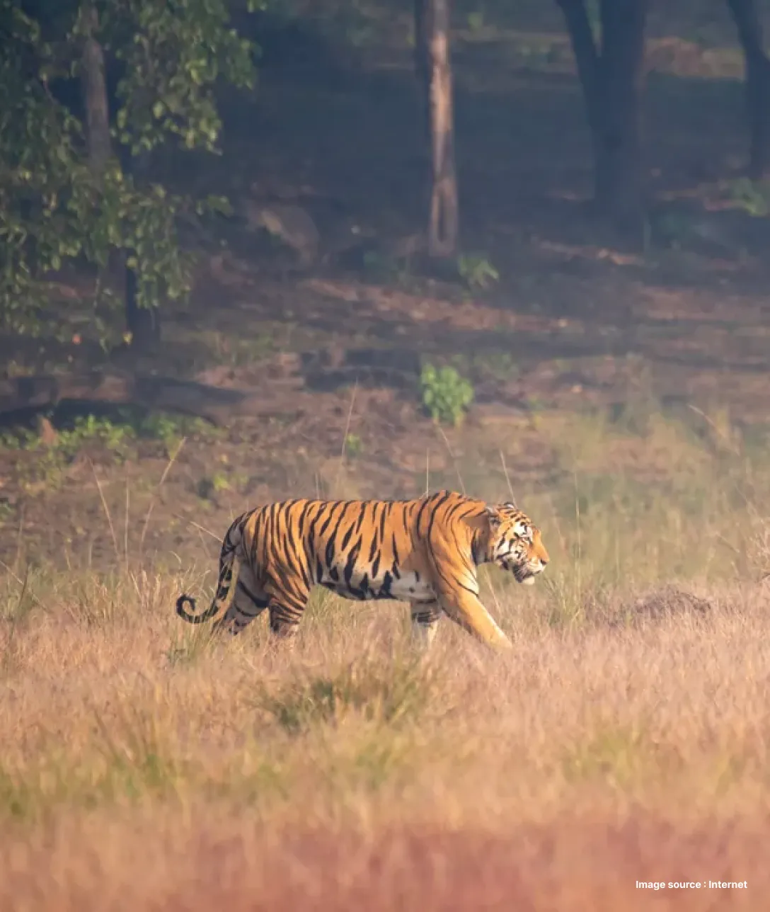 side view of tiger walking ahead through dry grass