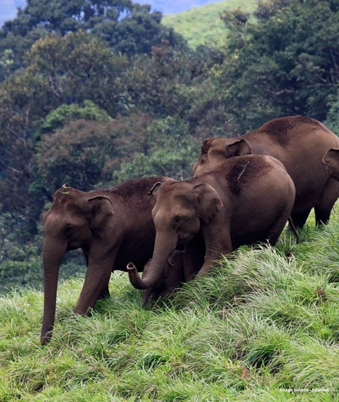 a group of elephants walking through an open jungle