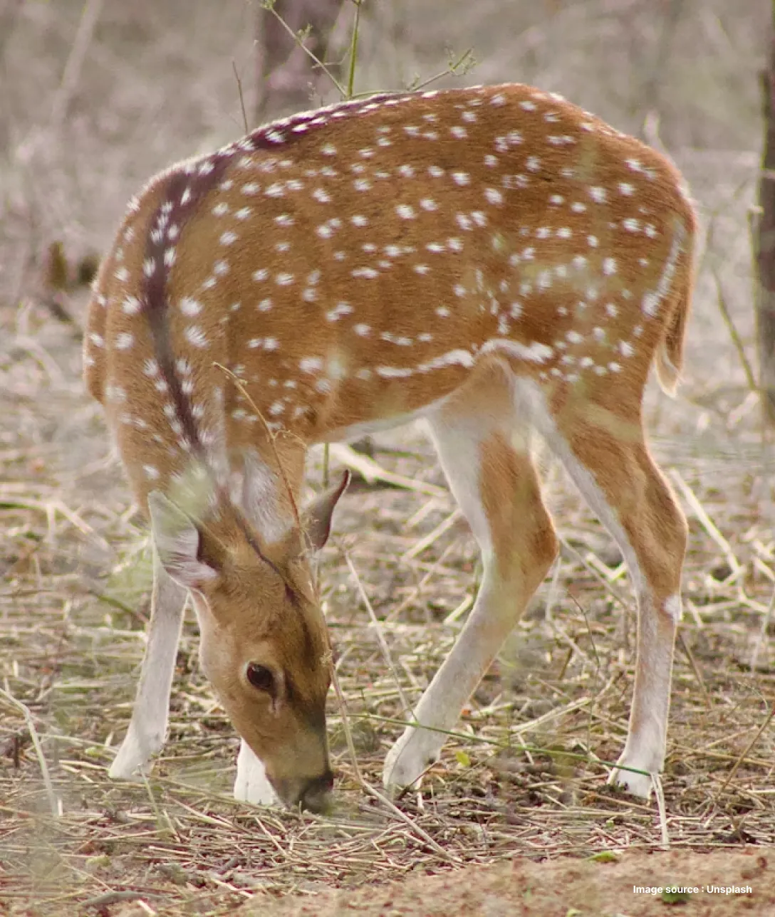 a spotted deer grazing the grounds on a dry forestland