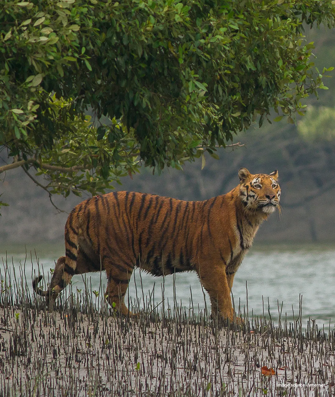side view of a royal bengal tiger in the sundarban delta besides the water