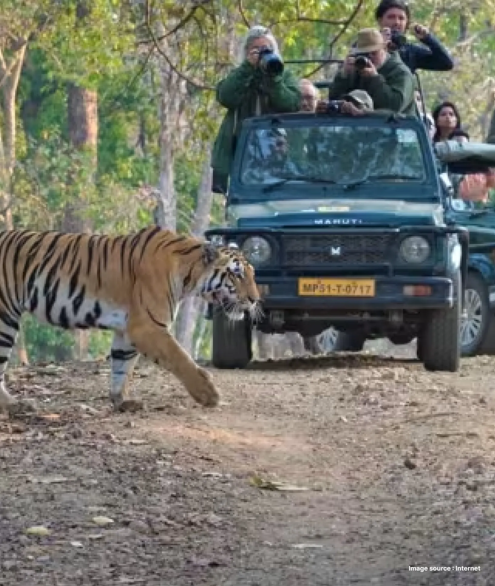 a jeep safari coming across a tiger walking out on the walkways