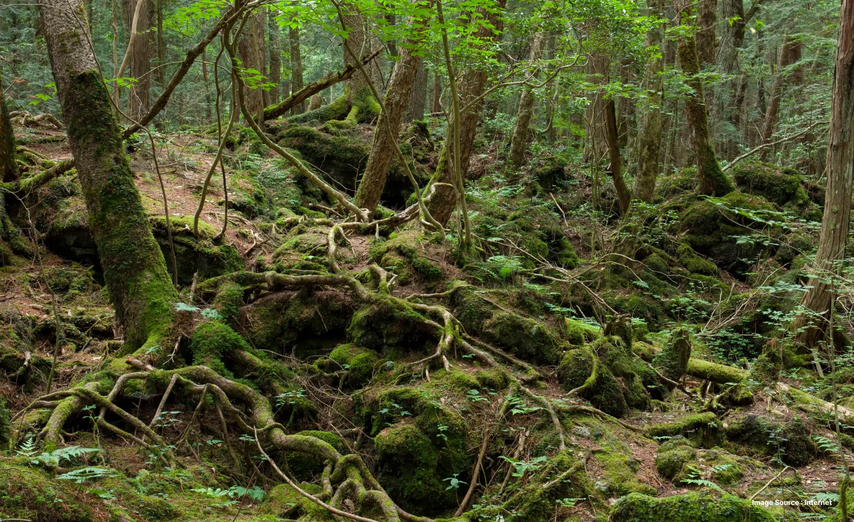 a capture from a mystical, dense forest with tree roots spread out on the ground