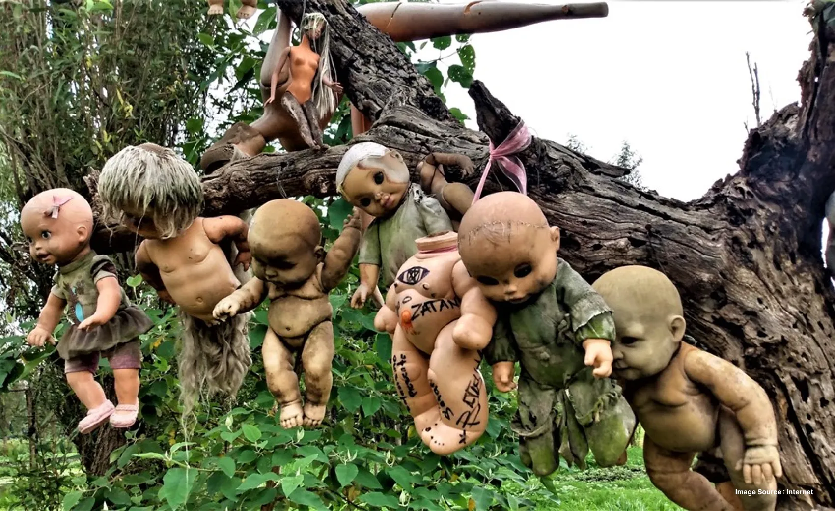 a bunch of baby doll toys hung up on a tree branch in a dense forest