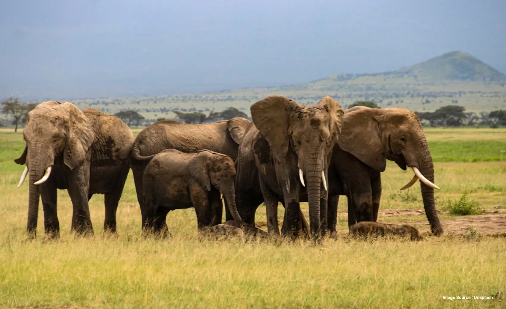 A herd of elephants in a large grassland with hills in the back
