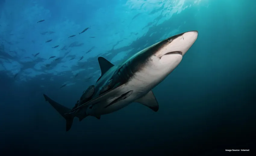 a shark swimming underwater dramatically