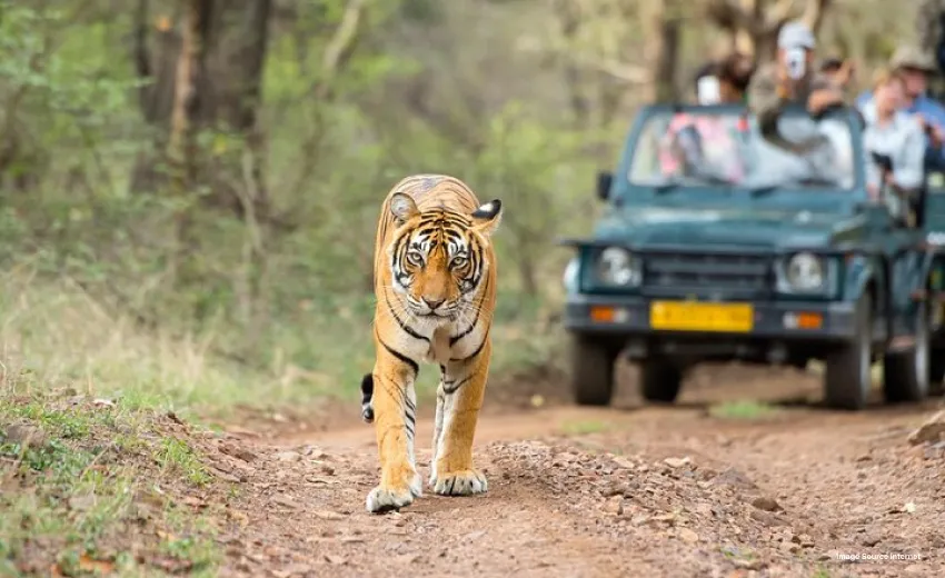 Tiger walking along a forest trail during a wildlife safari