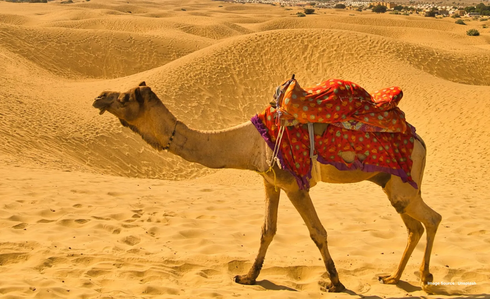 a decorated camel walks ahead on a sunny day in the thar desert
