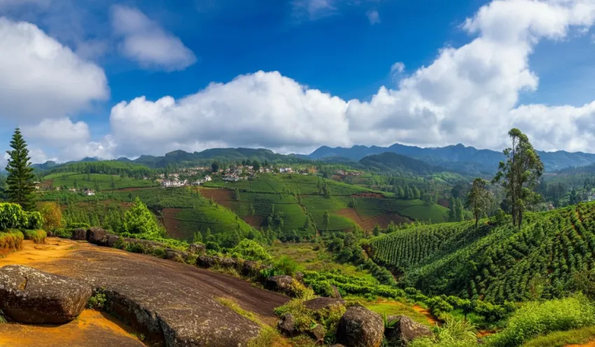 Panoramic view of rolling tea plantations and mountain ranges