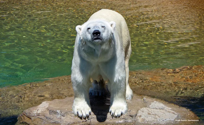 a polar bear looking up at the camera in front of a lake