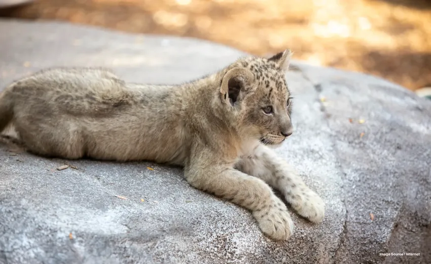  a snow leopard cub sits on a grey rock looking ahead