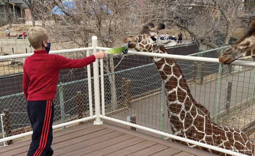a kid in a red sweater feeds a leaf to a giraffe past a fence