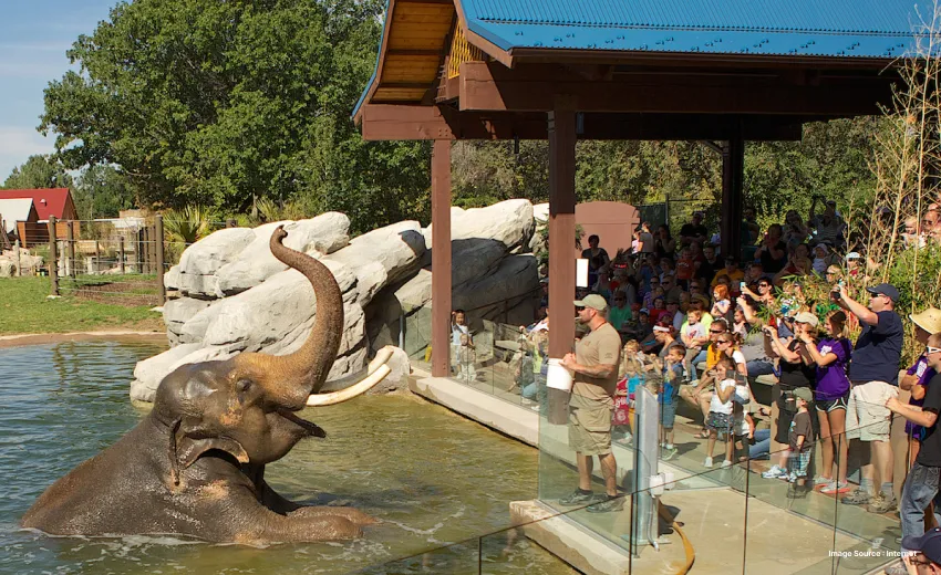 an elephant playfully emerges out of a pond to entertain watchers in a shaded area