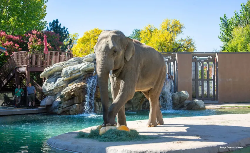 an elephant walks past a beautiful small artificial waterfall and colorful trees