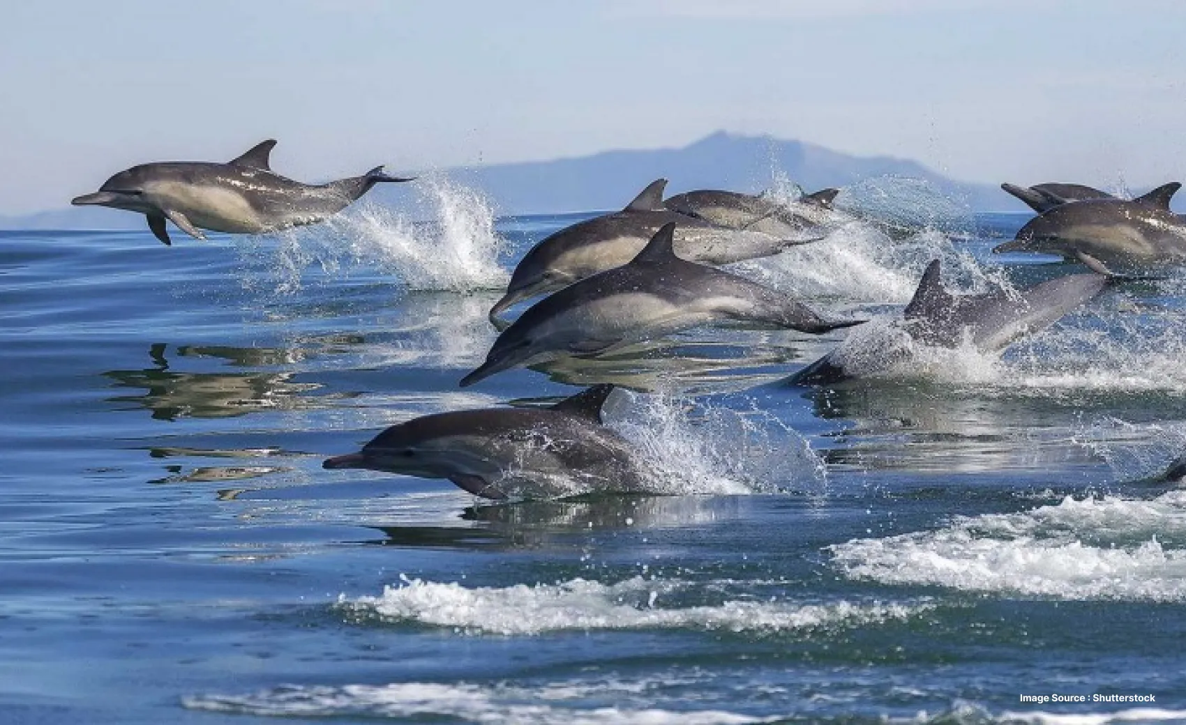 a herd of dolphins emerging out of water