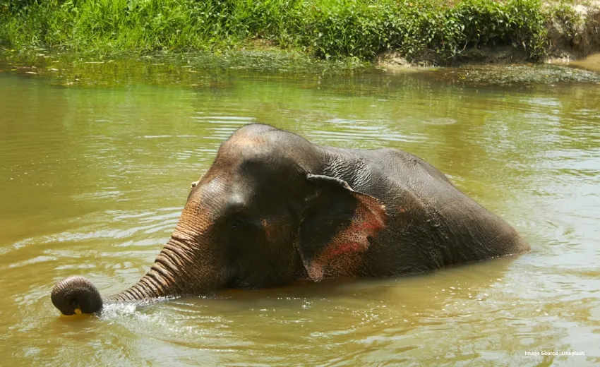 an elephant mostly submerged in the cauvery river bathing itself