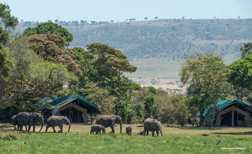 a gorgeous green landscape with a small hill nearby as a herd of elephants walk by