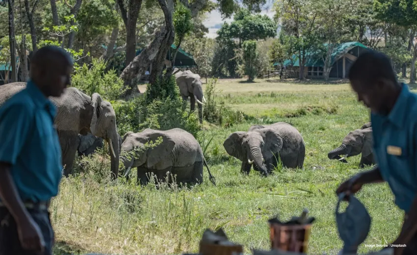 two workers in the dubare elephant camp as a herd of elephants walk past in the open