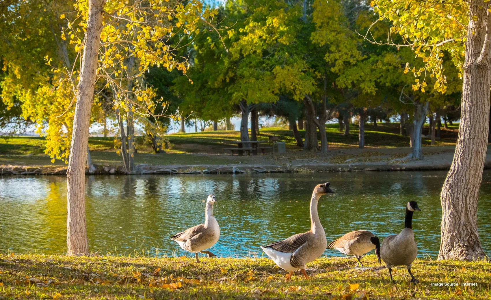 a flock of duck and geese by the lake on green grass, surrounded by tall green trees