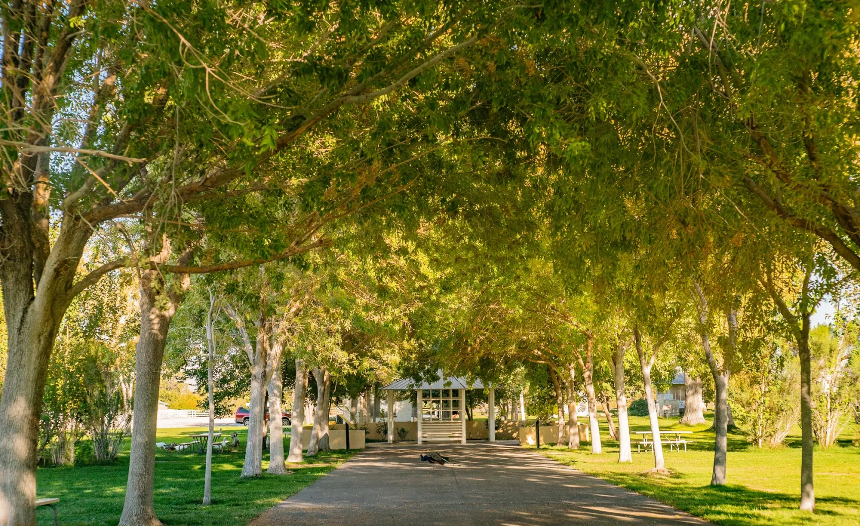 a small picnic ramada in white surrounded by tall green trees with a walkway leading to it