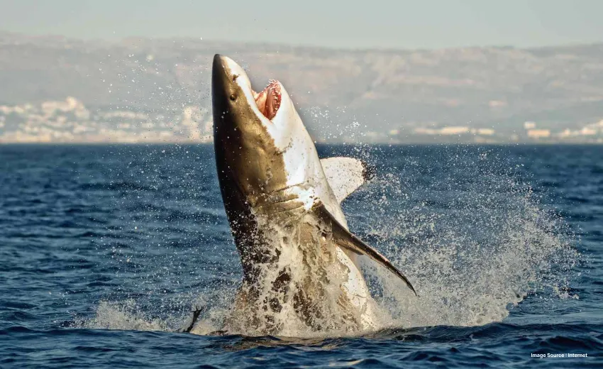 a shark emerging out of water dramatically