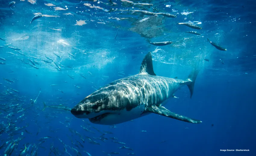 a cool shot of a shark swimming underwater as other small fish move away