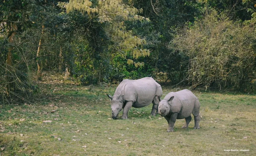 a rhino and its child grazing grass in a jungle during the day